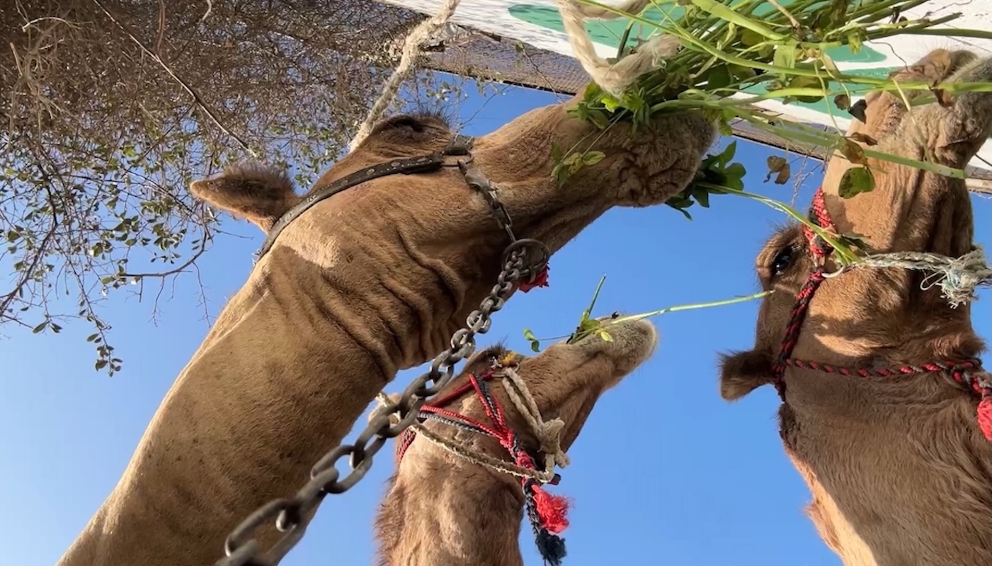 camel ride around pyramids desert giza cairo